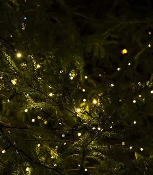 Christmas tree lit with warm white lights