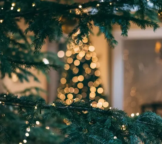 Evergreen branches with warm white lights and a lit tree behind