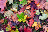 Why Wet/Dry Vacs Are a Fall Favorite