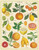 Cavallini & Co - 1000 Piece Puzzle - Vintage Citrus 2