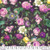 Tim Holtz Palette | Palette Purple | Purple Flower Shop | Sold by The 1/2 Yard