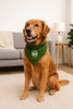 National Park Junior Pet Ranger Scouts Bandana Collar | Olive Green Dog Bandana
