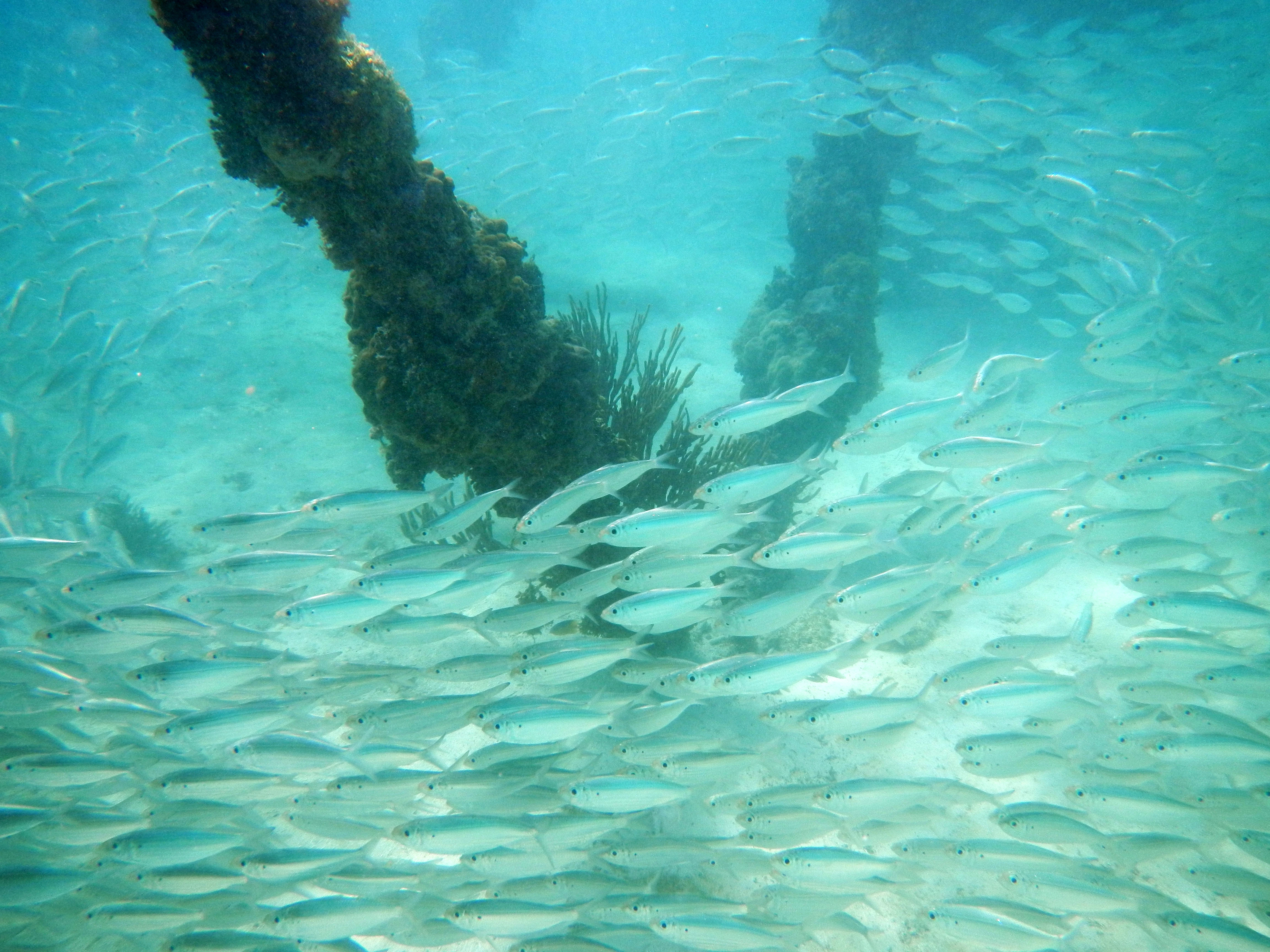 Clear Waters of Dry Tortugas Clear blue water, coral and marine life surrounded the island throughout our stay at Dry Tortugas.