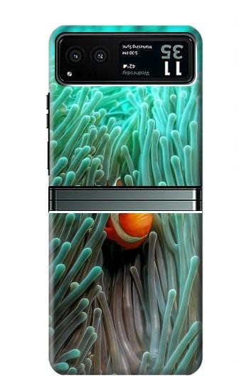 W3893 Ocellaris clownfish Case Cover Custodia e Flip Case per Motorola Razr 40