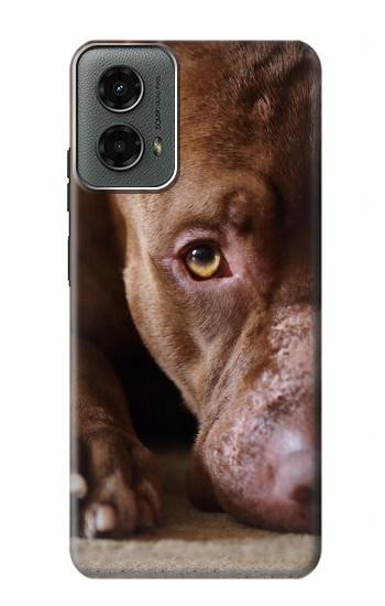 W0519 PitBull Face Case Cover Custodia e Flip Case per Motorola Moto G 5G (2024) W0519 PitBull Face Case Cover Custodia e Flip Case per Motorola Moto G 5G (2024)