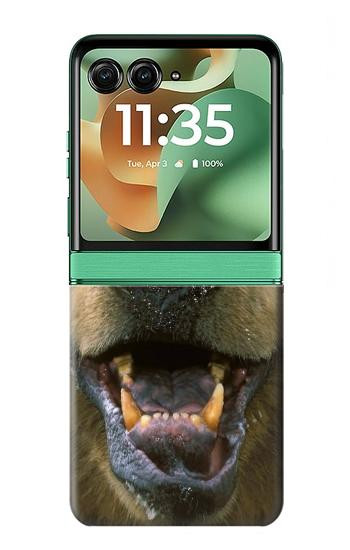 W0840 Grizzly Bear Face Case Cover Custodia e Flip Case per Motorola Razr 60, Razr 2025