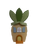 Carrot House