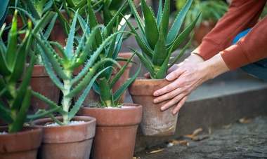 Does Aloe Vera Expire?
