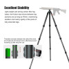 Sunwayfoto T4040CS-D Carbon Fiber 4-section Twist Lock Hunting Tripod for Shooting Rifle (Max Load 40kg) 