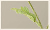Fotolux Photo Props Long Stem Spray Artificial Poppies 60cmH x 7cmD (Light Pink)