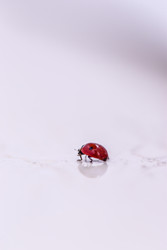 Repel Spring Pests with Silicone Sealant