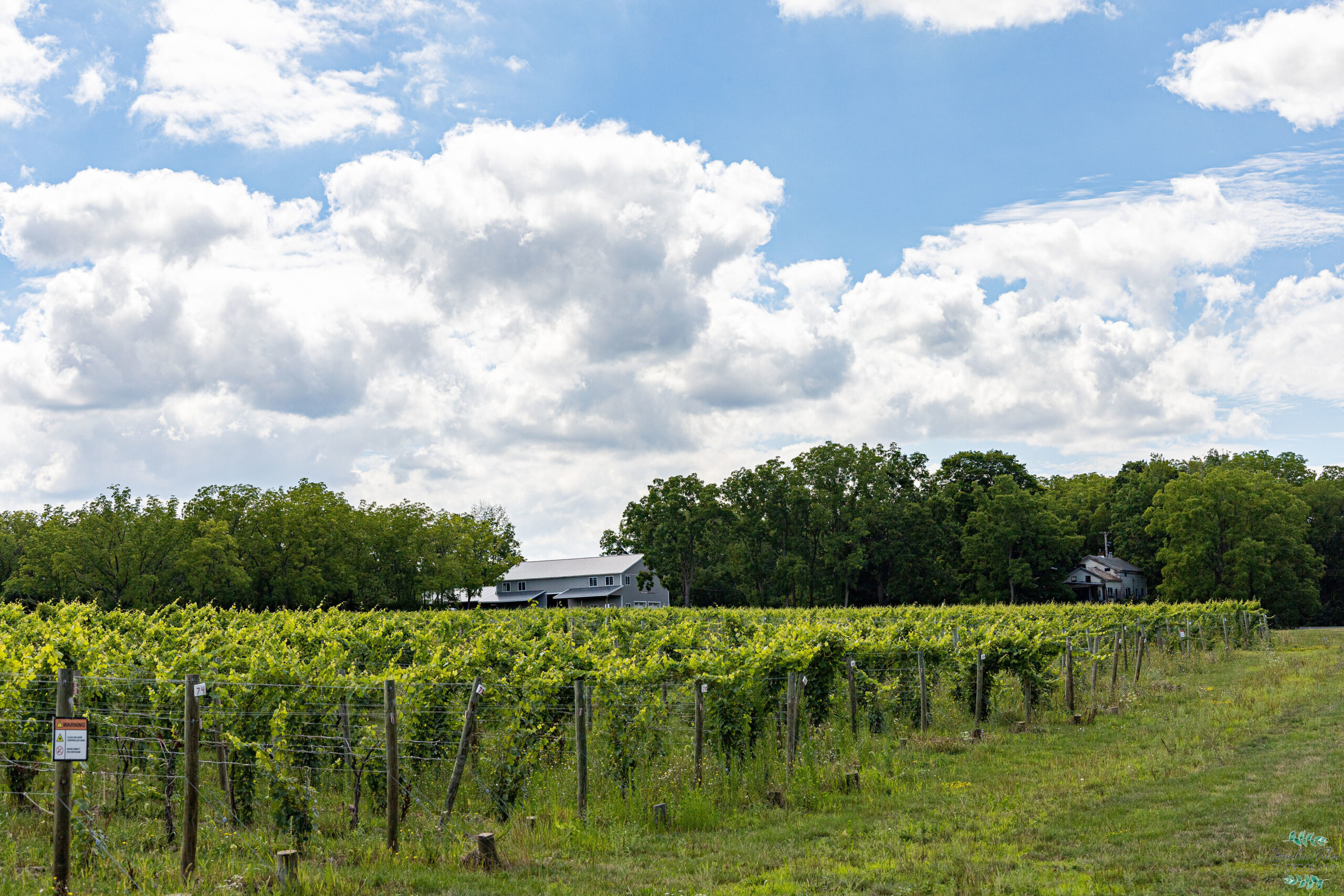 Airy Acres Vineyard Successfully Reduced Bird Damage with Laser