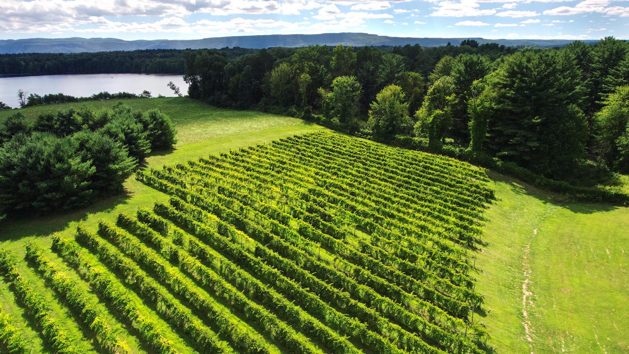 American Vineyard Protects Grapes with Laser Bird Control Device