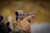Aimpoint ACRO P-2  3.5 MOA - Red Dot Reflex Sight