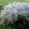 Sweet Summer Blooming Flower Garden (5 Varieties) product image