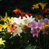 Lovely Lily Flower Bulbs product image