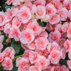 Beautiful Blooms Flower Bulbs product image
