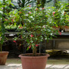 Tomato Cage / Plant Trellis (4-Pack) product image