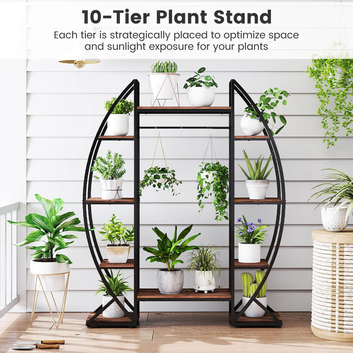 anthurium andreanum dakota Anthurium andreanum | Plants