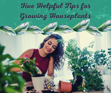 Five Helpful Tips for Growing Houseplants