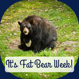 It's Fat Bear Week!