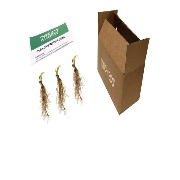 Touch Of ECO® 3 or 9 Bare Root Giant Hosta Plants product image