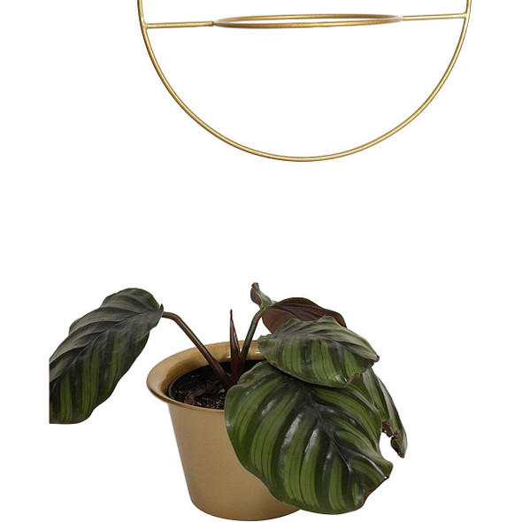 6" Hanging Pot Wall Planters  product image