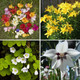 Bees & Butterflies Grand Garden Collection (100 Bulbs) product