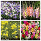 Bees & Butterflies Grand Garden Collection (100 Bulbs) product