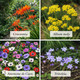 Bees & Butterflies Grand Garden Collection (100 Bulbs) product