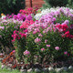 Sweet Summer Blooming Flower Garden (5 Varieties) product