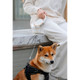 PET (Pooch Excursion Trainer) Leash product