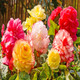 Beautiful Blooms Flower Bulbs product