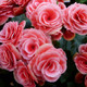 Beautiful Blooms Flower Bulbs product