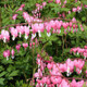 Beautiful Blooms Flower Bulbs product