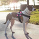 Personalized Reflective Pet Harness product