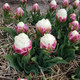 Tremendous Tulip Bulbs: 4 Species of Spring-Blooming Flowers (6-Pack) product