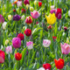 Terrific Tulips Spring-Blooming Flowers (6 Varieties) product