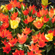 Terrific Tulips Spring-Blooming Flowers (6 Varieties) product