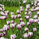 Terrific Tulips Spring-Blooming Flowers (6 Varieties) product