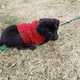 C.C  Cable Knit Puppy Dog Sweater product