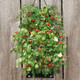 Indoor/Outdoor Organic Hanging Fruit & Veggie Garden Kits product