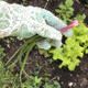 Gardener's Hand Care Bundle product
