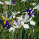 Dutch Iris Flower Bulbs product