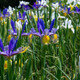 Dutch Iris Flower Bulbs product