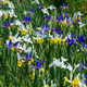 Dutch Iris Flower Bulbs product