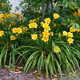 Touch Of ECO® Stella D'Oro Daylily Flower Bulbs (3- to 12-Bulb) product