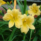 Touch Of ECO® Stella D'Oro Daylily Flower Bulbs (3- to 12-Bulb) product