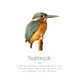 Monthly Birds Wall Art Prints product