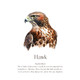 Monthly Birds Wall Art Prints product